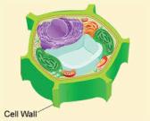 ساختار و سیر تکاملی دیواره های سلولی